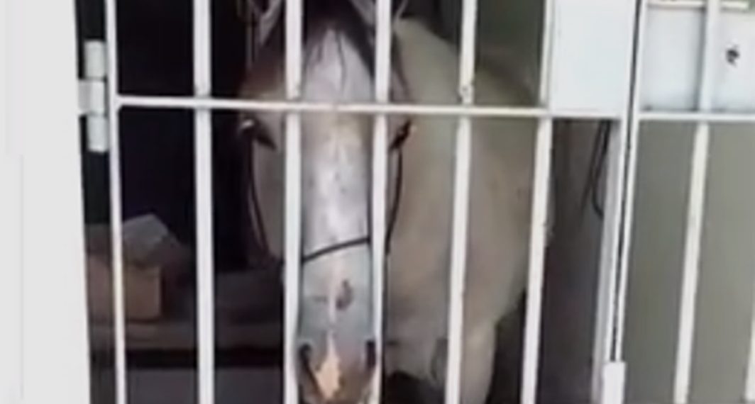 Policial que manteve cavalo ‘preso’ é afastado
